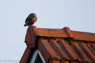 Athene noctua / Steenuil / Little owl