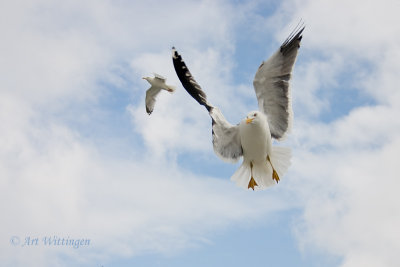 Kleine Mantelmeeuw / Lesser Black backed Gull