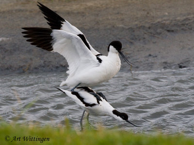 Recurvirostra avosetta / Kluut / Pied Avocet