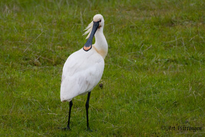 Platalea Leucorodia / Lepelaar / Eurasian Spoonbill