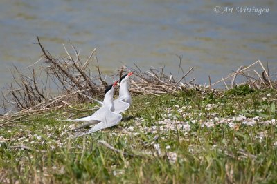 Sterna Hirundo / Visdief / Common Tern