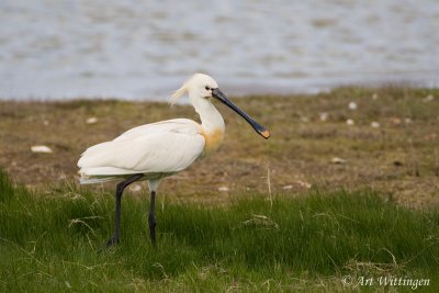 Platalea Leucorodia / Lepelaar / Eurasian Spoonbill