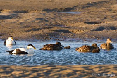 Somateria Mollissima / Eider / Common Eider