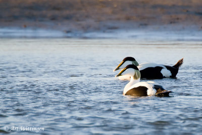 Somateria Mollissima / Eider / Common Eider