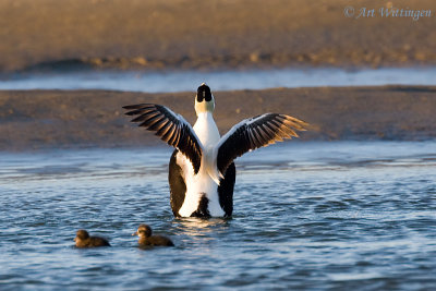 Somateria Mollissima / Eider / Common Eider