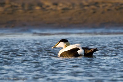 Somateria Mollissima / Eider / Common Eider