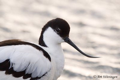 Recurvirostra avosetta / Kluut / Pied Avocet