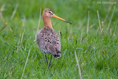 Limosa limosa / Grutto / Black-tailed Godwit