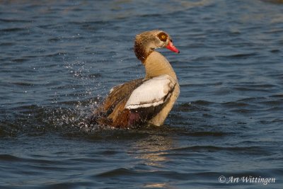 Alopochen aegyptiaca / Nijlgans / Egyptian Goose