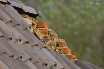 Athene noctua / Steenuil / Little owl