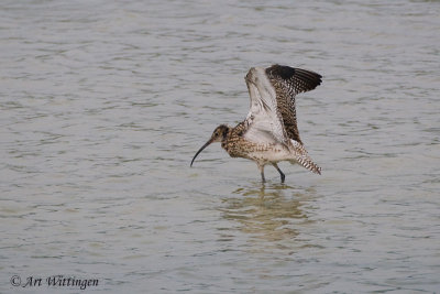 Numenius Arquata / Wulp / Eurasian Curlew