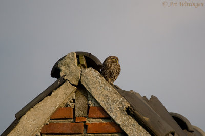 Athene noctua / Steenuil / Little owl