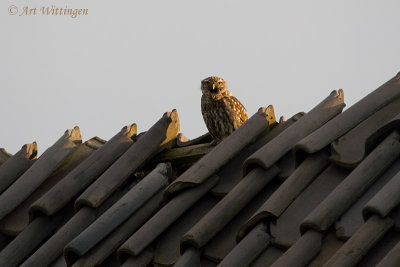 Athene noctua / Steenuil / Little owl