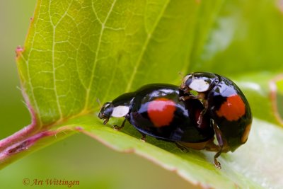  Harmonia axyridis / Veelkleurig Aziatisch Lieveheersbeestje / Lady beetle