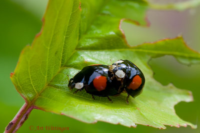  Harmonia axyridis / Veelkleurig Aziatisch Lieveheersbeestje / Lady beetle