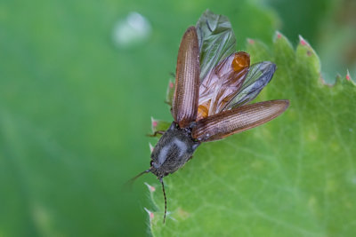 Athous haemorrhoidalis / Kniptor /