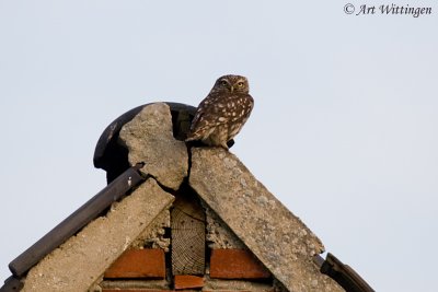 Athene noctua / Steenuil / Little owl