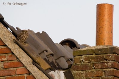 Athene noctua / Steenuil / Little owl