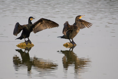 Phalacrocorax carbo / Aalscholver / Great Cormorant