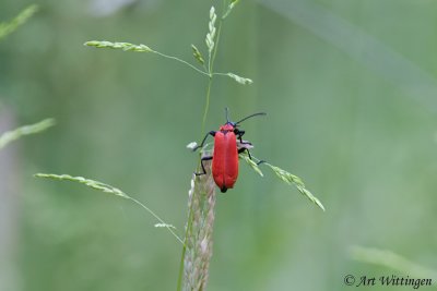 Pyrochroa coccinea / Zwartkopvuurkever / Black Headed Cardinal Beetle