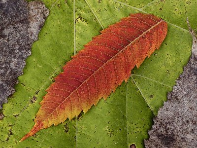 Sumac Leaf