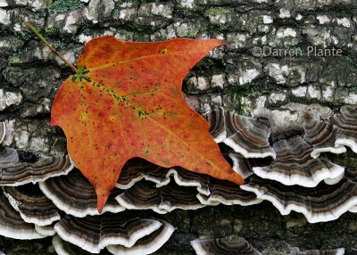 Leaf and Fungi