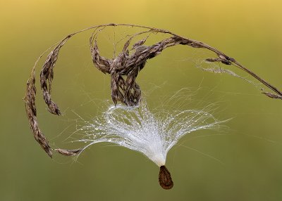 Hang on  Milkweed Seed
