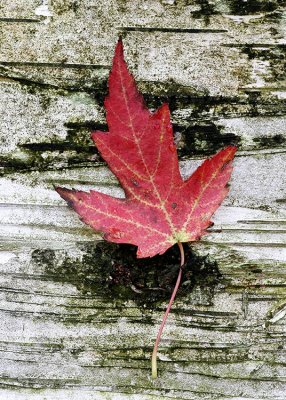Red Leaf on Birch Tree