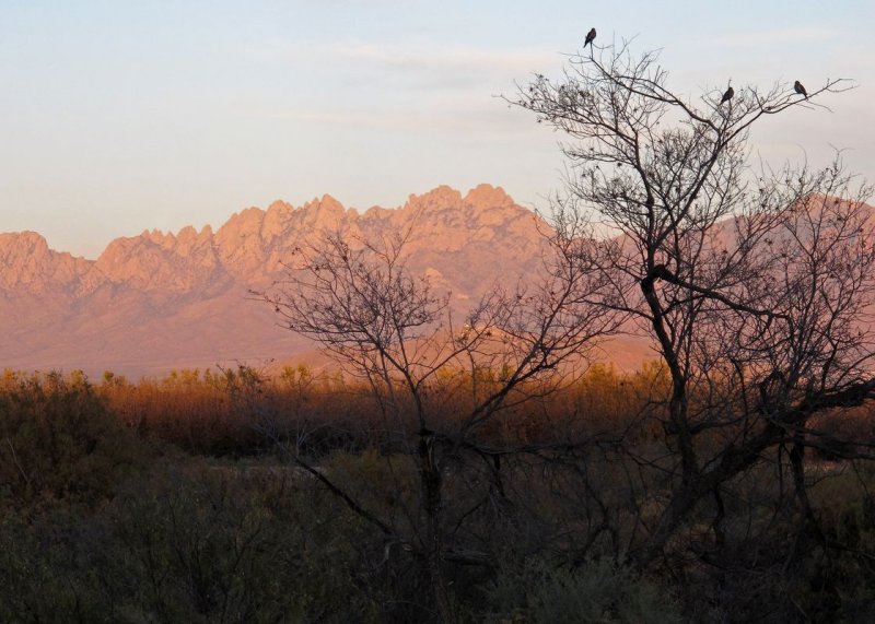White-winged doves enjoying sunset on Organ Mountains
