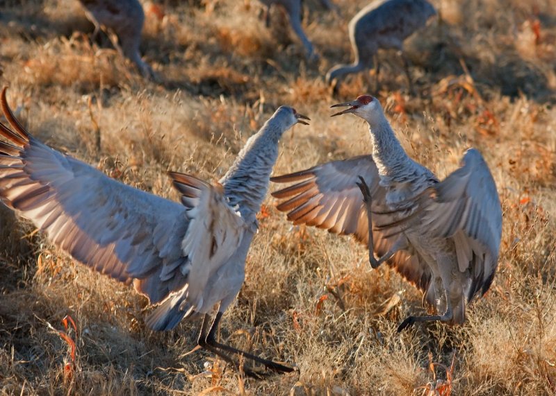 Feisty Sandhill Cranes