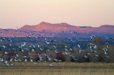 Bosque del Apache Bird refuge, New Mexico