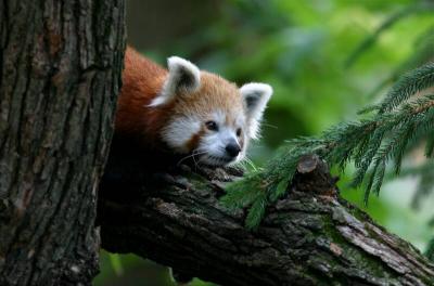 National Zoo, Washington, D.C. (Red Panda)