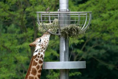 National Zoo, Washington, D.C (Giraffe)