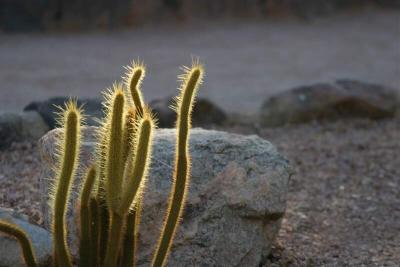 Phoenix Botanical Garden