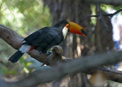 Phoenix Zoo