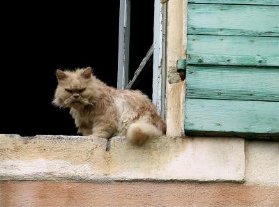 Devil cat in City of Arls in Provence
