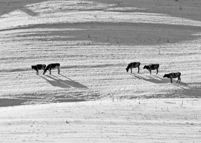 Cow shadows in snow
