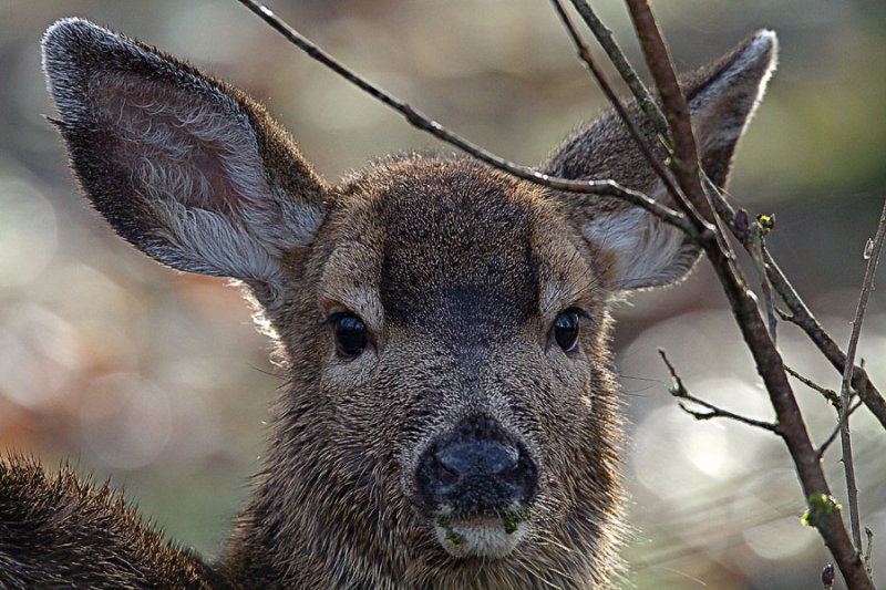 Black-tailed Deer