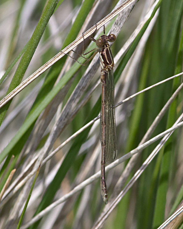 Lestes congener