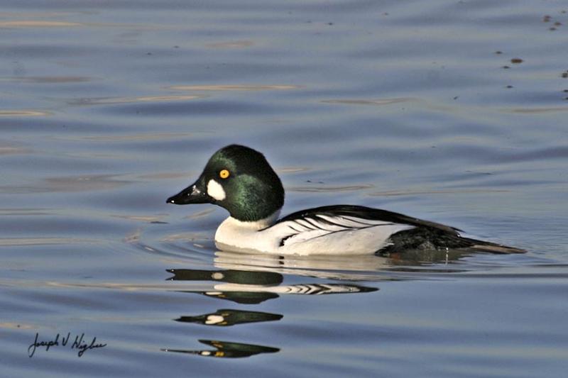 Common Goldeneye