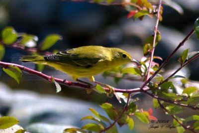 Yellow Warbler female