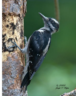 Hairy Woodpecker juvenile