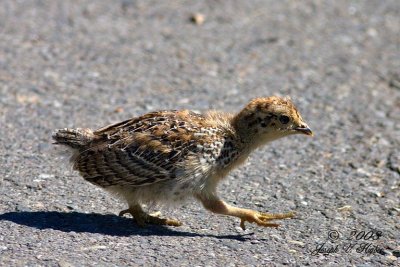 Sooty Grouse chick