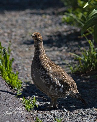 Sooty Grouse female