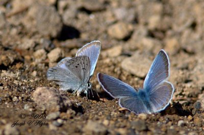 Arctic Blue (Plebejus glandon)