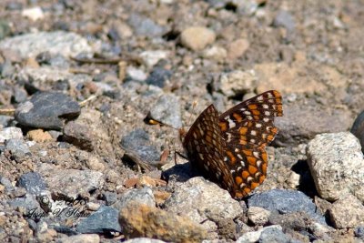 Edith's Checkerspot