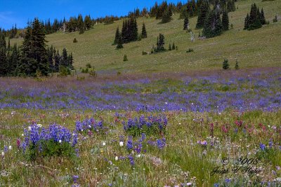 Wildflowers