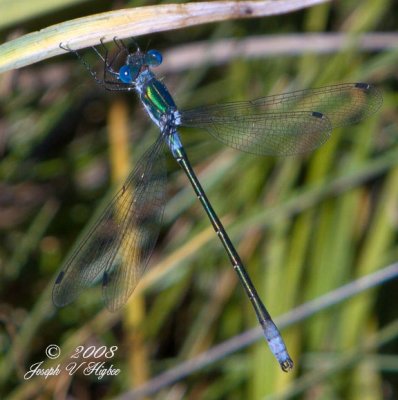 Lestes dryas