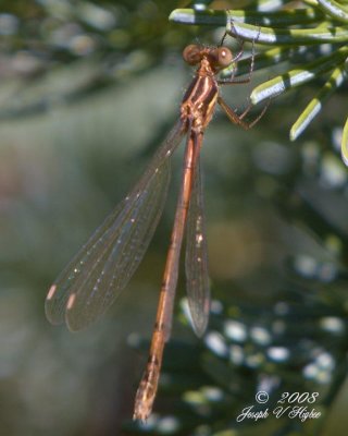 Archilestes californica female