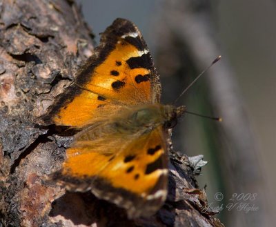 California Tortoiseshell